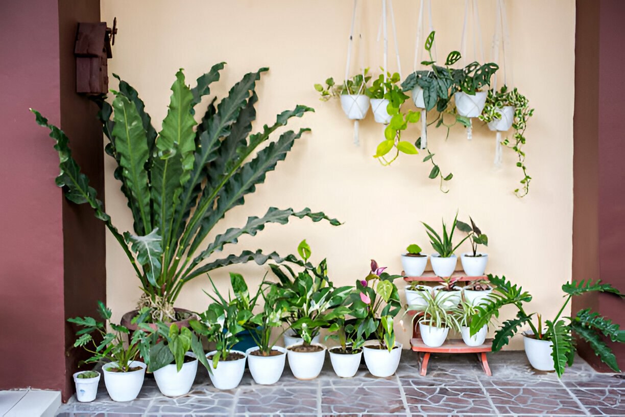 Discover the best simple indoor plants for beginners. Learn how to care for these easy and beginner-friendly houseplants.