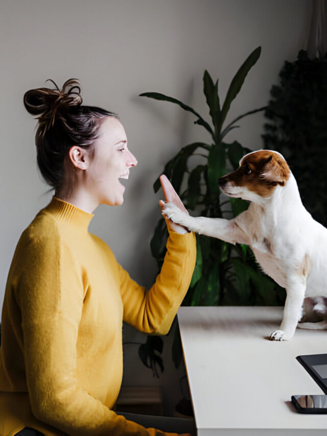 A woman giving a high-five to her dog in an office setting, highlighting the bond and cooperation in dog jobs.