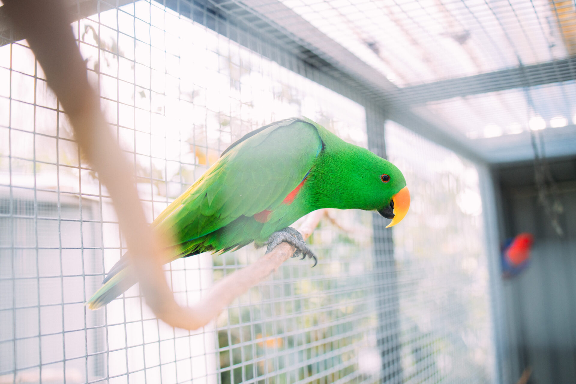 A vibrant green parrot with an orange beak perched inside a wire mesh enclosure.