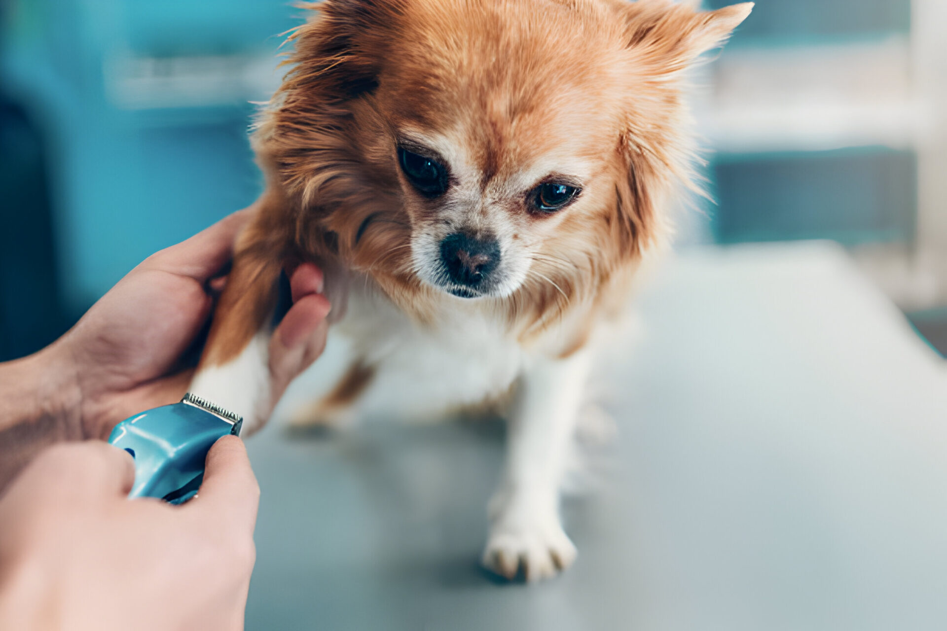 A small dog having its nails trimmed using a Dog Nails Dremel tool.