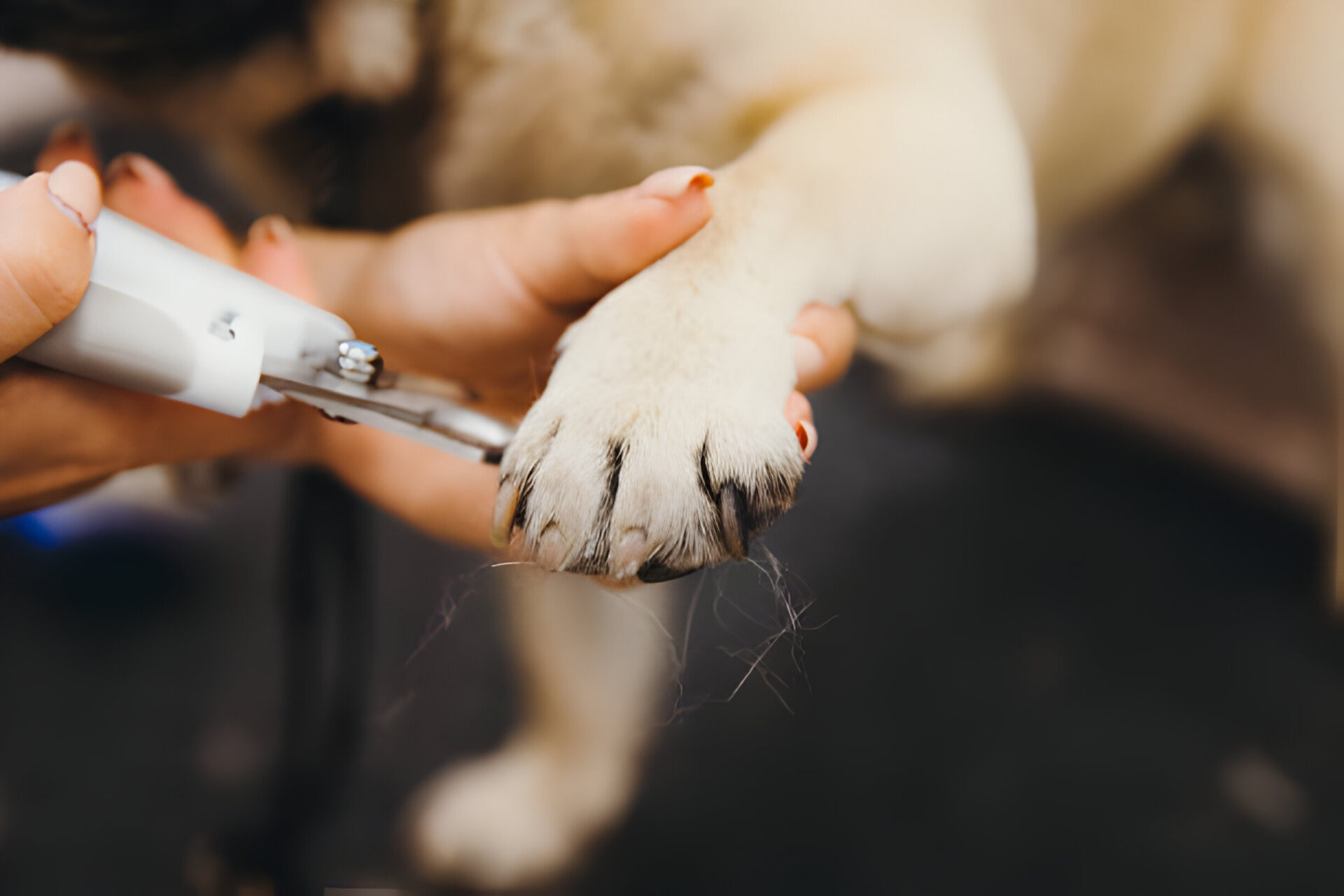 A dog's paw being carefully trimmed using a Dog Nails Dremel tool.