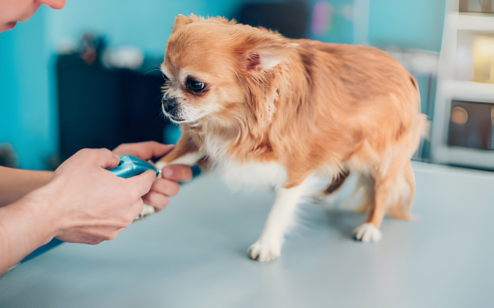 A small dog having its nails trimmed using a Dog Nails Dremel tool.