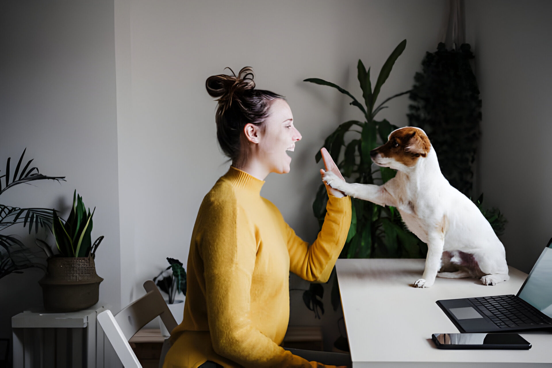 A woman giving a high-five to her dog in an office setting, highlighting the bond and cooperation in dog jobs.